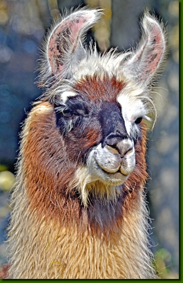 LamahengsteMacumbo01