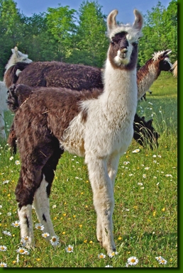 LamahengsteMacumbo00