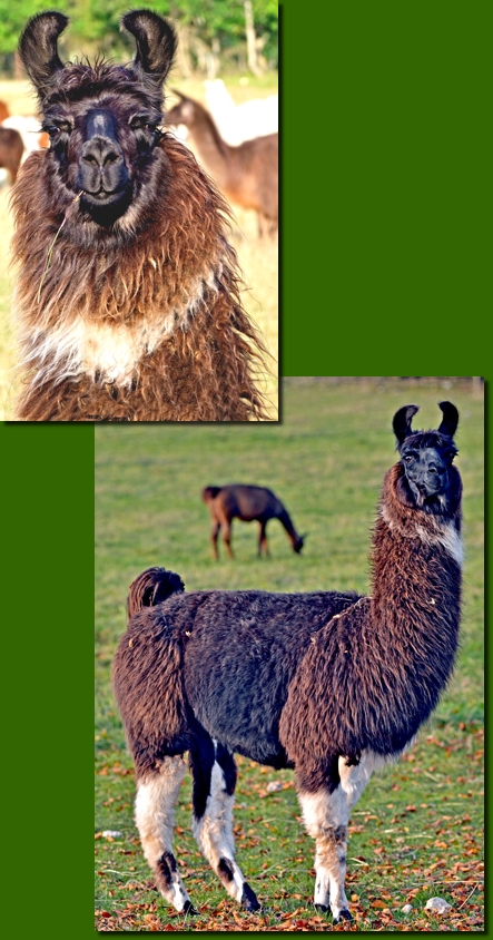 LamastutenAdriana031