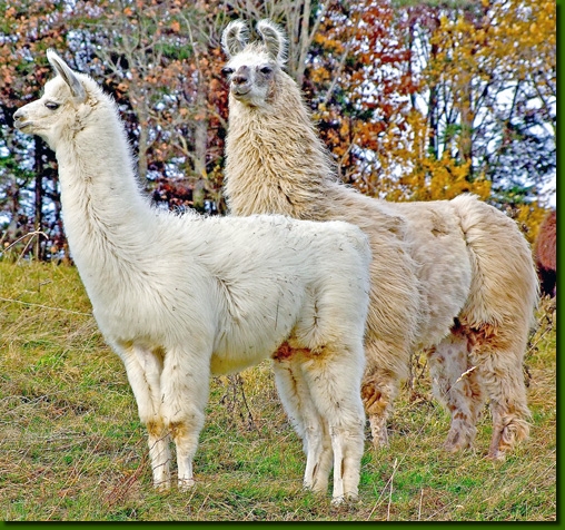 LamastutenDeborahDebbie