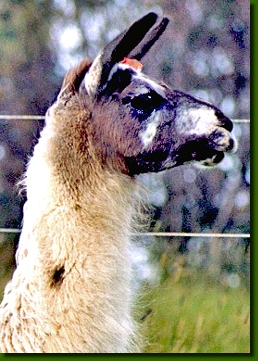 LamastutenDulcineaP1