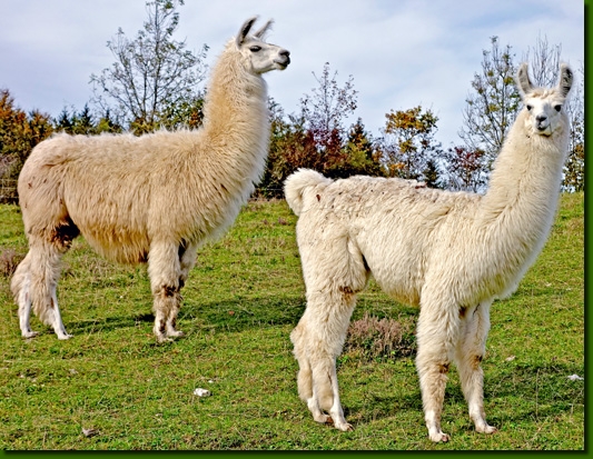 LamastutenLubaLokita