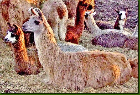 LamastutenMadgalena05