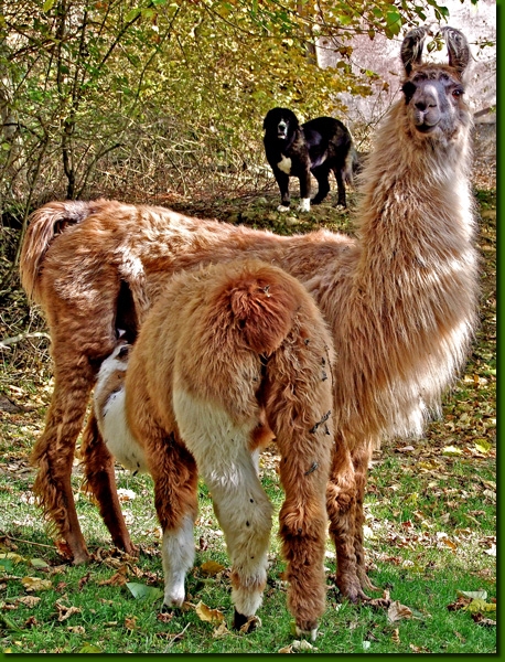 LamastutenMagdalena02