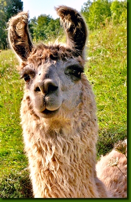 LamastutenMagdalenaP2