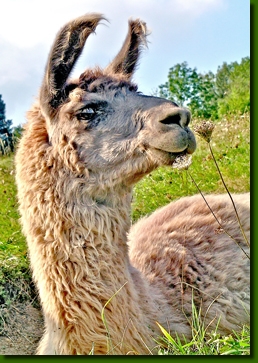 LamastutenMagdalena03