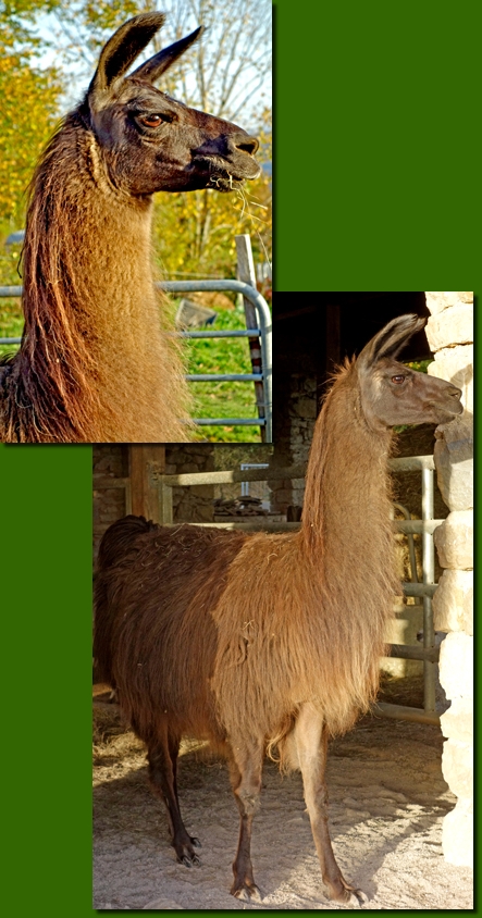 LamastutenMojita02