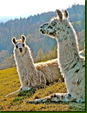 LamastutenPerditaAnahita