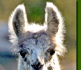 LamastutenPerditaPandava