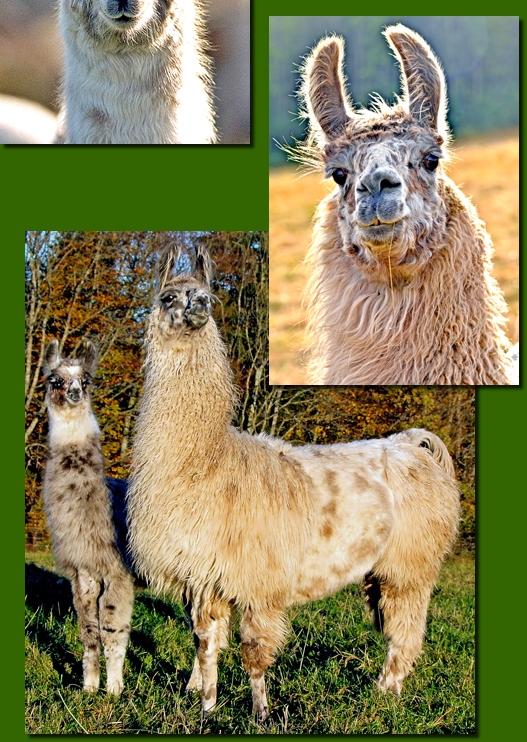 LamastutenPerditaPandava