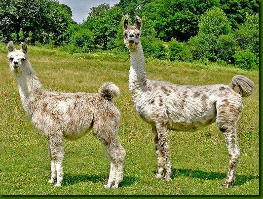 LamastutenPerditaMathilda