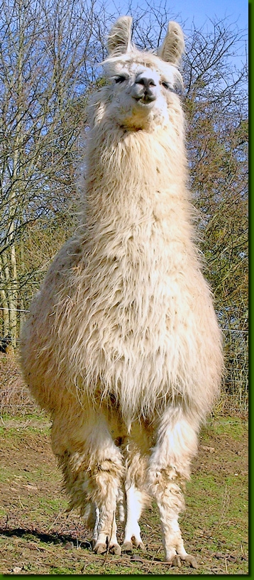 LamastutenSandamer01b