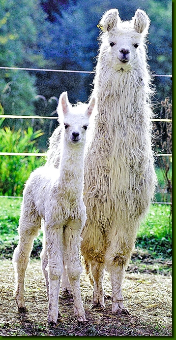 LamastutenSandamer02