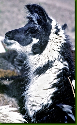 LamastutenVisviri01k