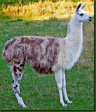 LamastutenYawara03