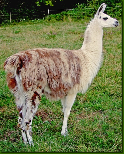 LamastutenYawara04