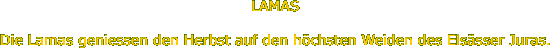 LAMAS