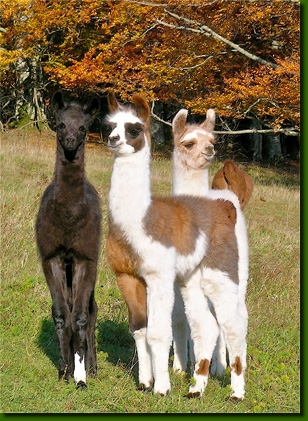 LamasCrias00