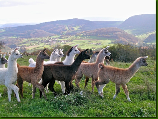LamasCrias01