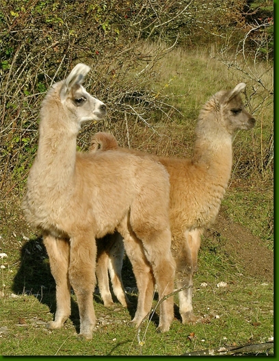 LamasCrias04