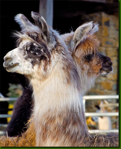 LamasCrias11