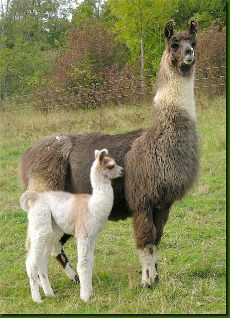 LamasFemelle03