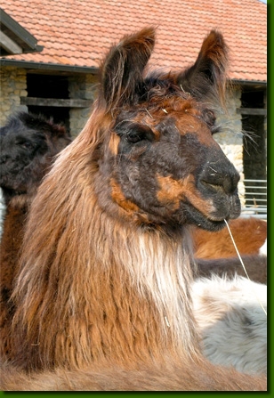 LamasFemelleP02