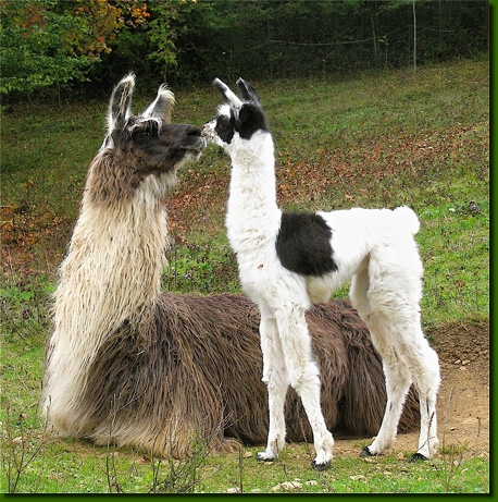 LamasFemelles01