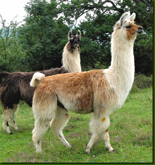 LamasFemelles04