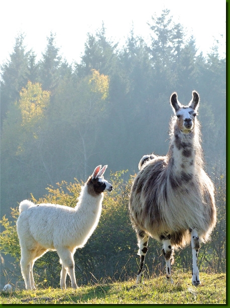 LamasFemelles052