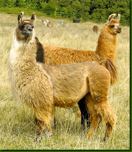 LamasFemelles06