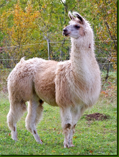 LamasFemelles07