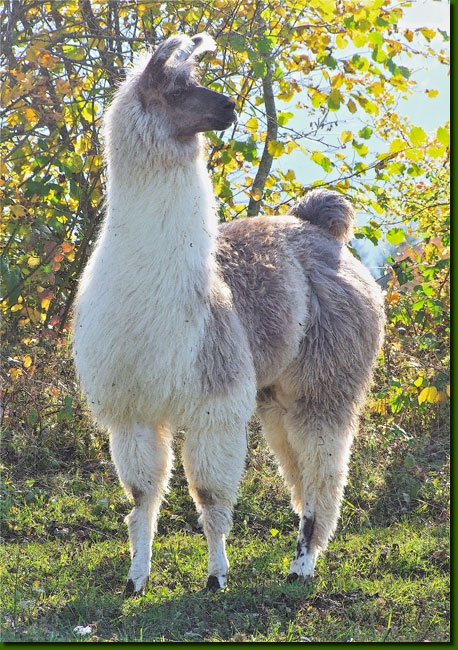 LamasFemelles09