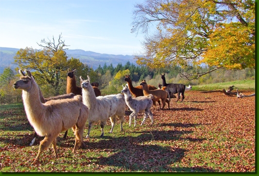 LamasGroupe00