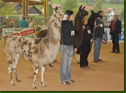 LamasShow010