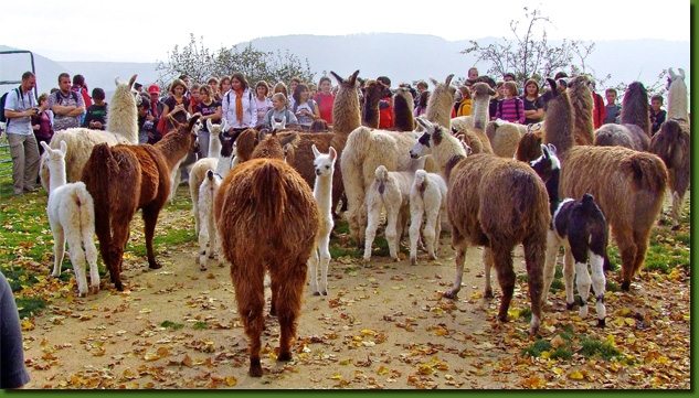 LamasVisites04