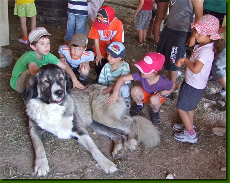 LamasVisites11