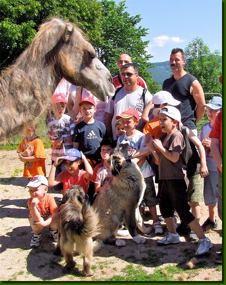 LamasVisites13