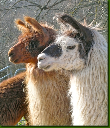 LGFemellesPP08